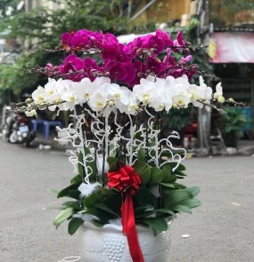 Lan hồ điệp 03-16