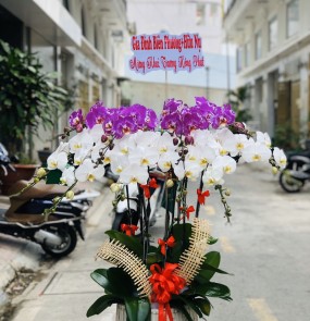 Lan hồ điệp 08-16